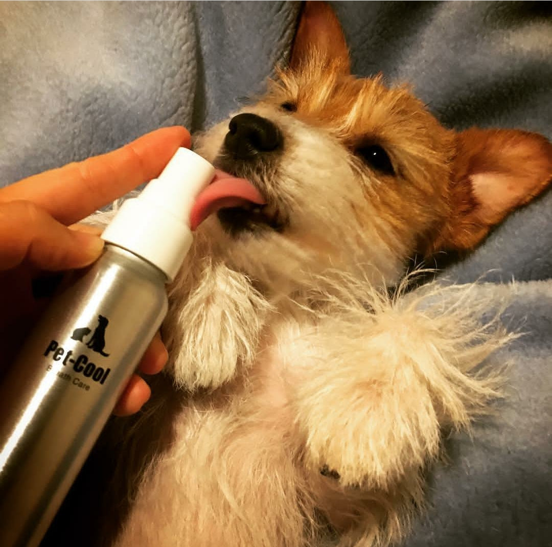PET-COOL BREATH CARE 防牙石除口氣噴霧60ml